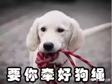 一个月小狗一直叫，探索犬类行为背后的故事