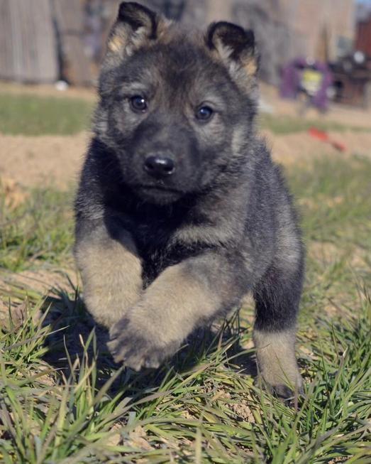 昆明犬草黄4个月幼犬的特征与养护