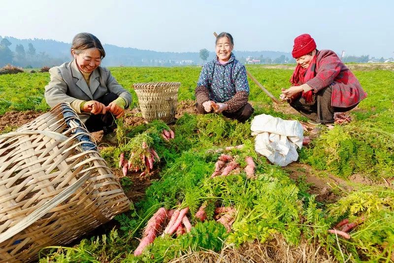 广东省家庭农场，活力四溢的乡村新景象视频展现