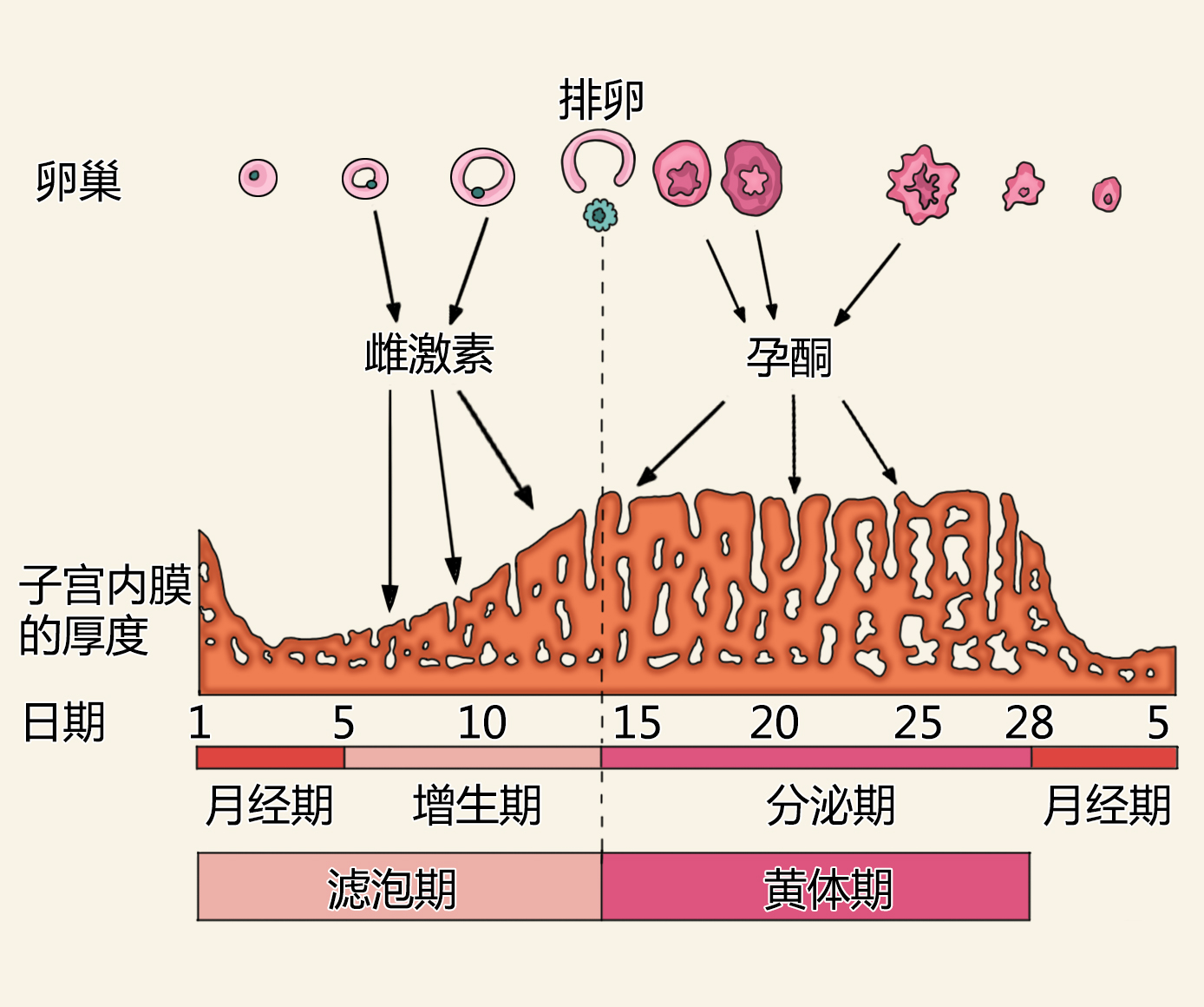 探究本月未排卵的原因