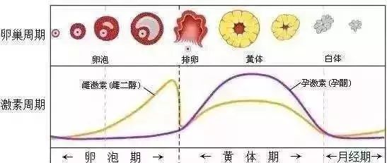 一个月两次排卵期的奥秘与探索