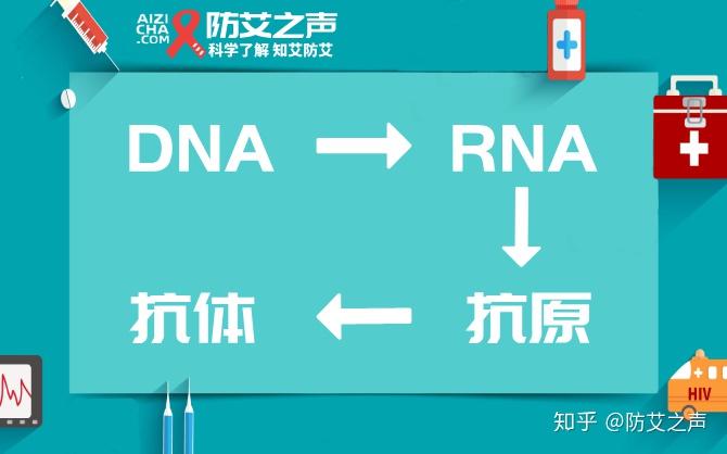 艾滋病感染后的检测时间与解析