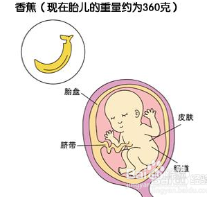 孕三个月胎儿的发育状况与大小概述