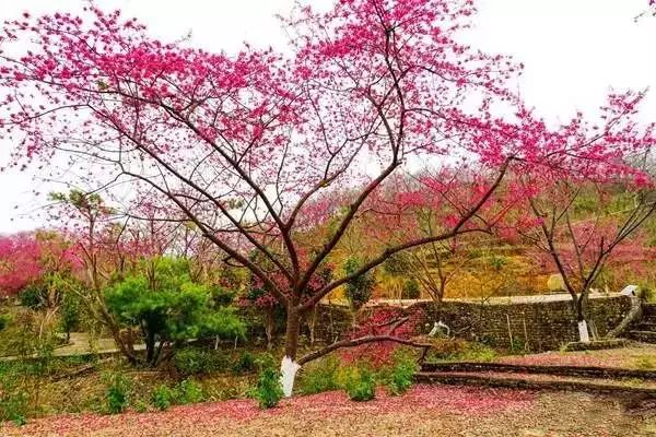 广东省二月底，春风十里，繁花盛开