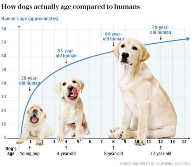 狗三个月相当于人类的多少岁？探究狗龄与人类的年龄对比