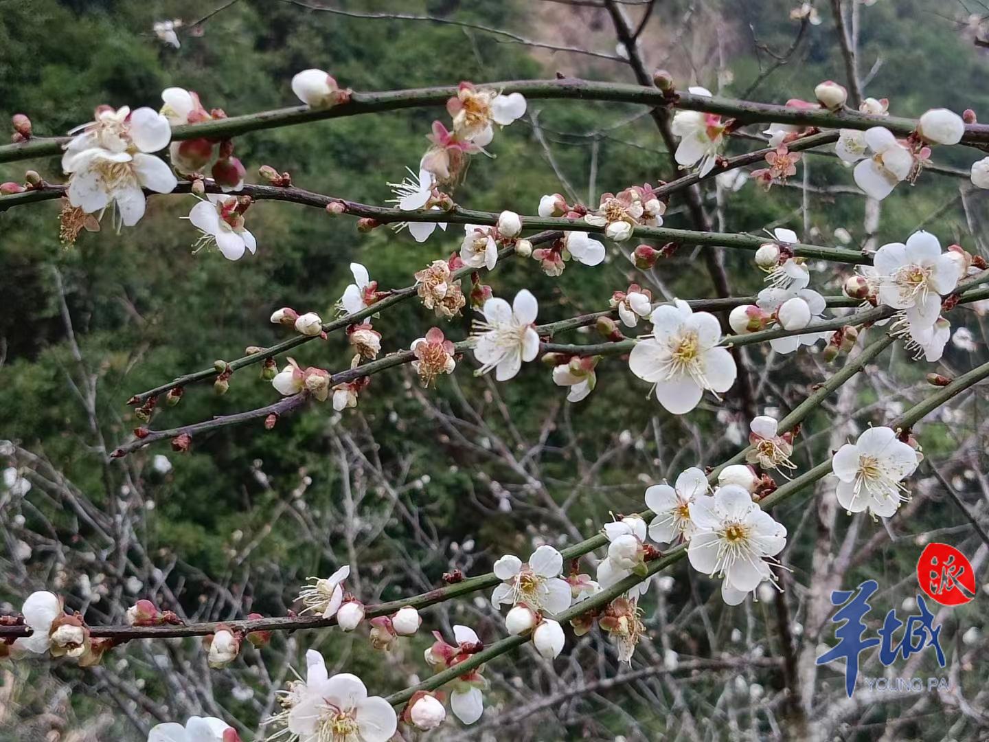 广东省寒梅律，探索自然之美与文化底蕴