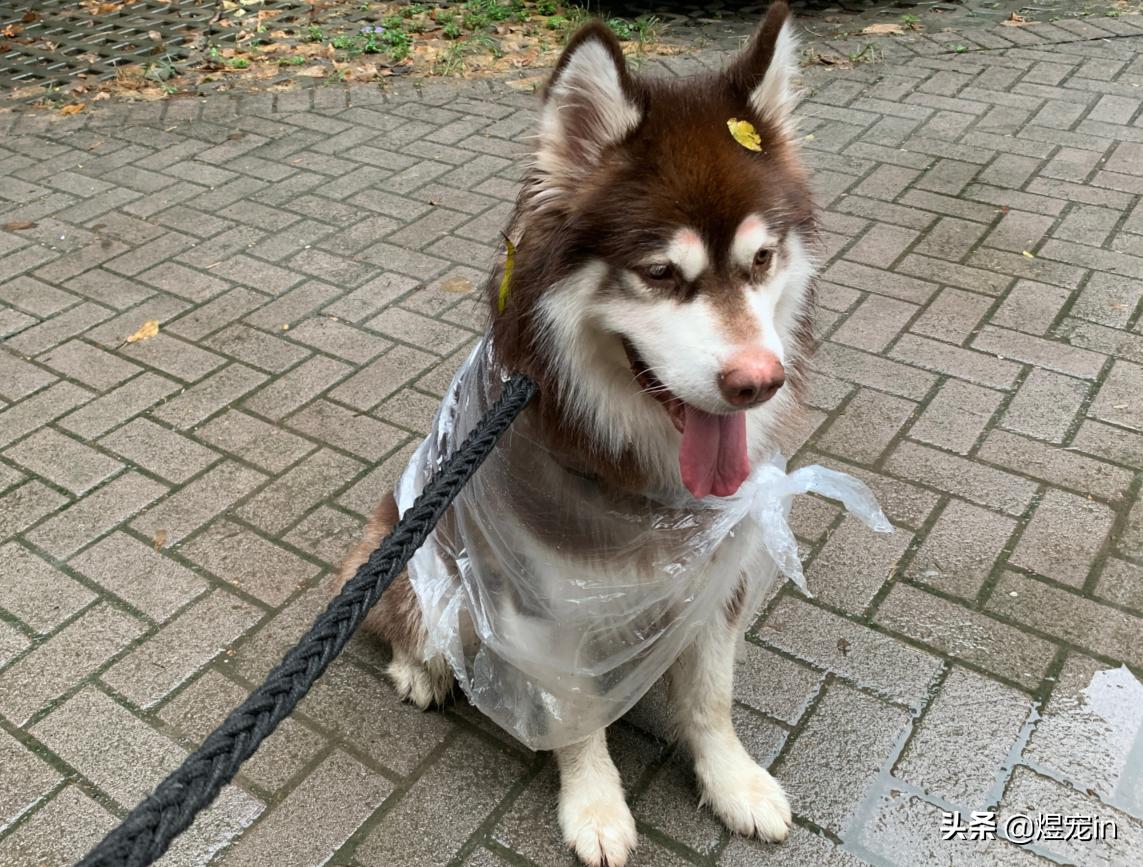 三个月大的阿拉斯加犬的饮食需求与喂养指南