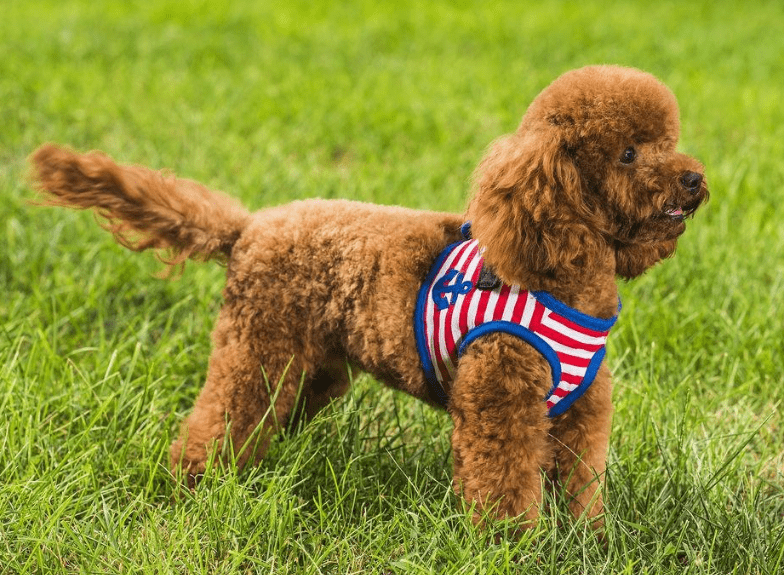 泰迪犬的八个月，尴尬期的独特魅力