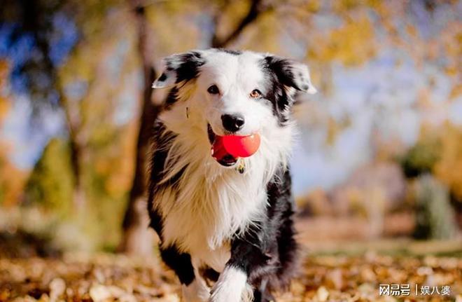 边境牧羊犬玩飞盘的最佳时机，边牧几个月可以玩飞盘？