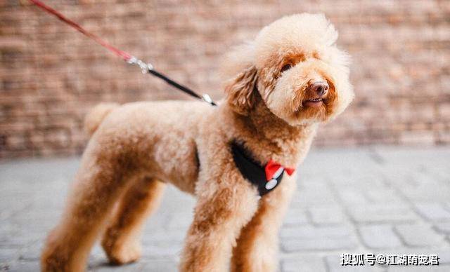 两个月大的泰迪犬的饮食指南，能吃什么？